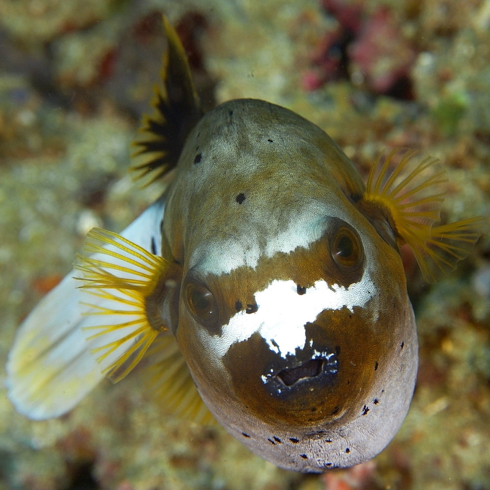 Blackspotted puffer fish (Arothron nigropunctatus), Sinandigan wall, Puerto Galera, Mindoro, Philippines, Southeast Asia, Asia