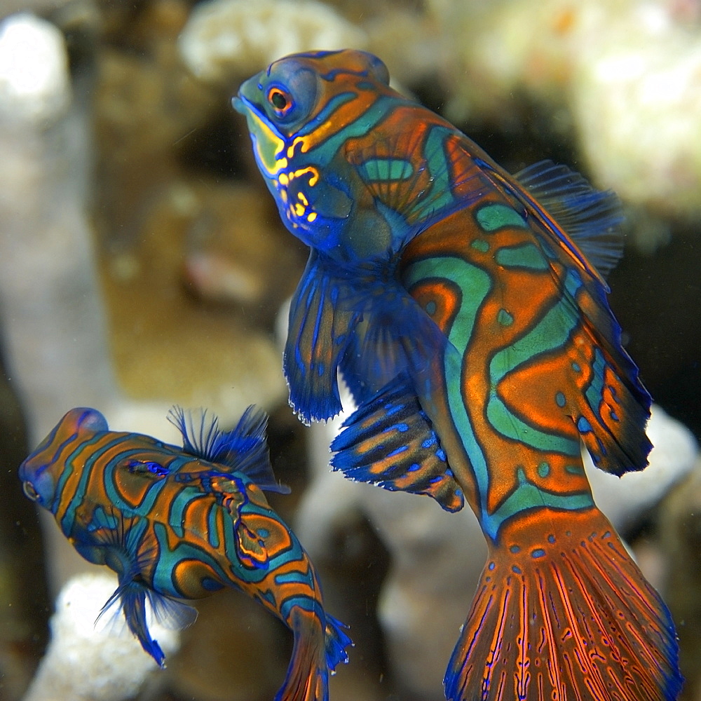 Pair of mandarinfish (Synchiropus splendidus) displaying spawning behaviour, Malapascua, Cebu, Philippines, Visayan Sea, Southeast Asia, Asia