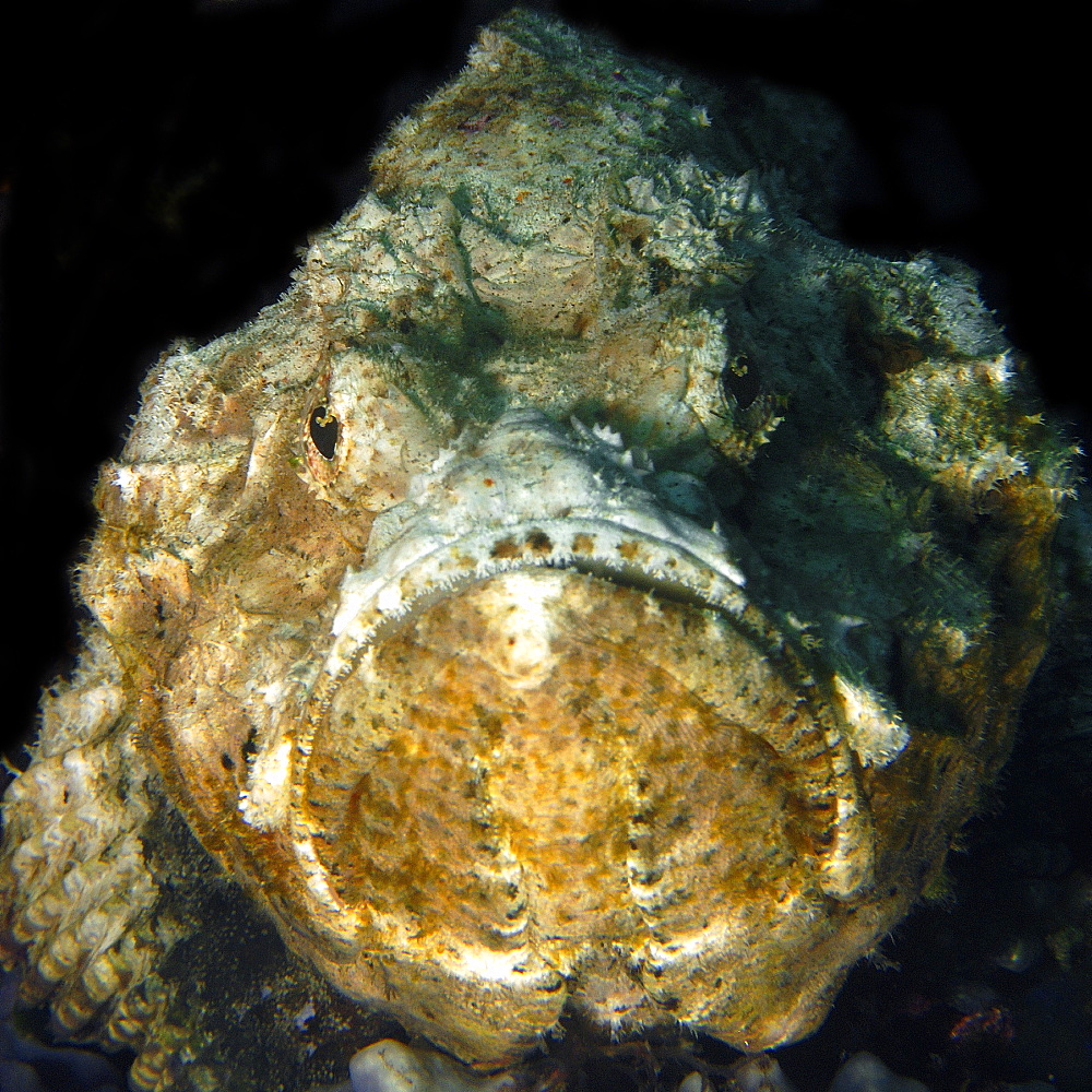 Devil scorpionfish (Scorpaenopsis diabolus), head detail, Dauin, Negros, Philippines, Southeast Asia, Asia