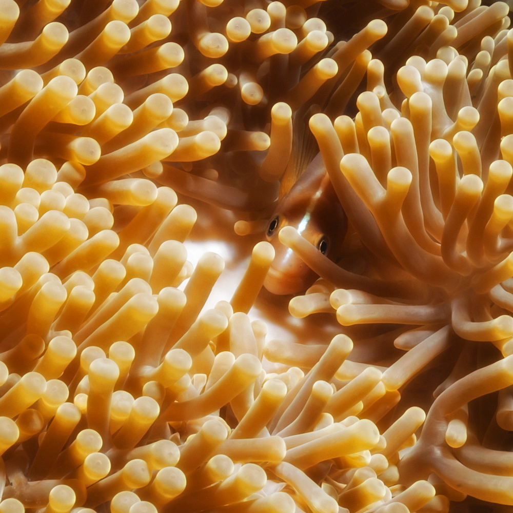 Anemonefish, (Amphiprion ocellaris) in sea anemone, Southern Thailand, Andaman Sea, Indian Ocean, Asia