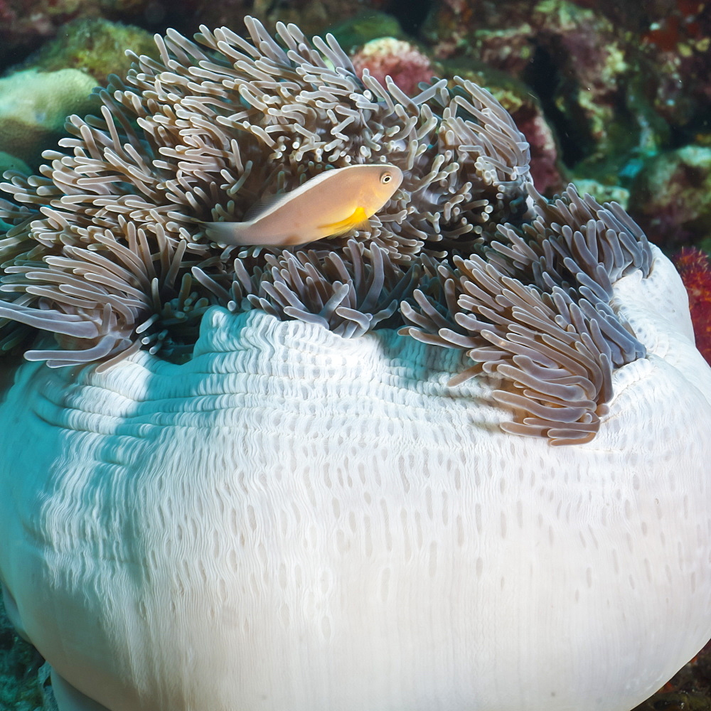 Anemonefish (Amphiprion ocellaris) and sea anemone, Southern Thailand, Andaman Sea, Indian Ocean, Southeast Asia, Asia