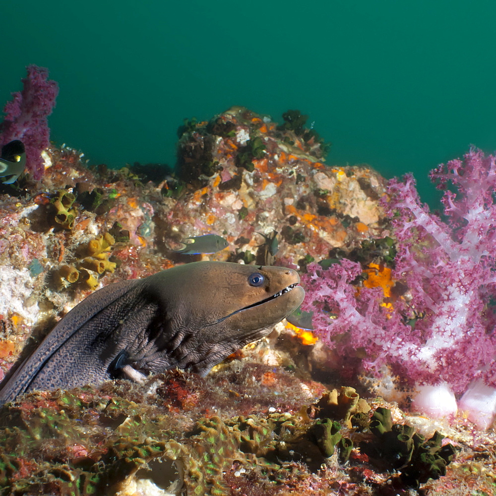 Giant moray eel (Gymnothorax javanicus), SouthernThailand, Andaman Sea, Indian Ocean, Southeast Asia, Asia