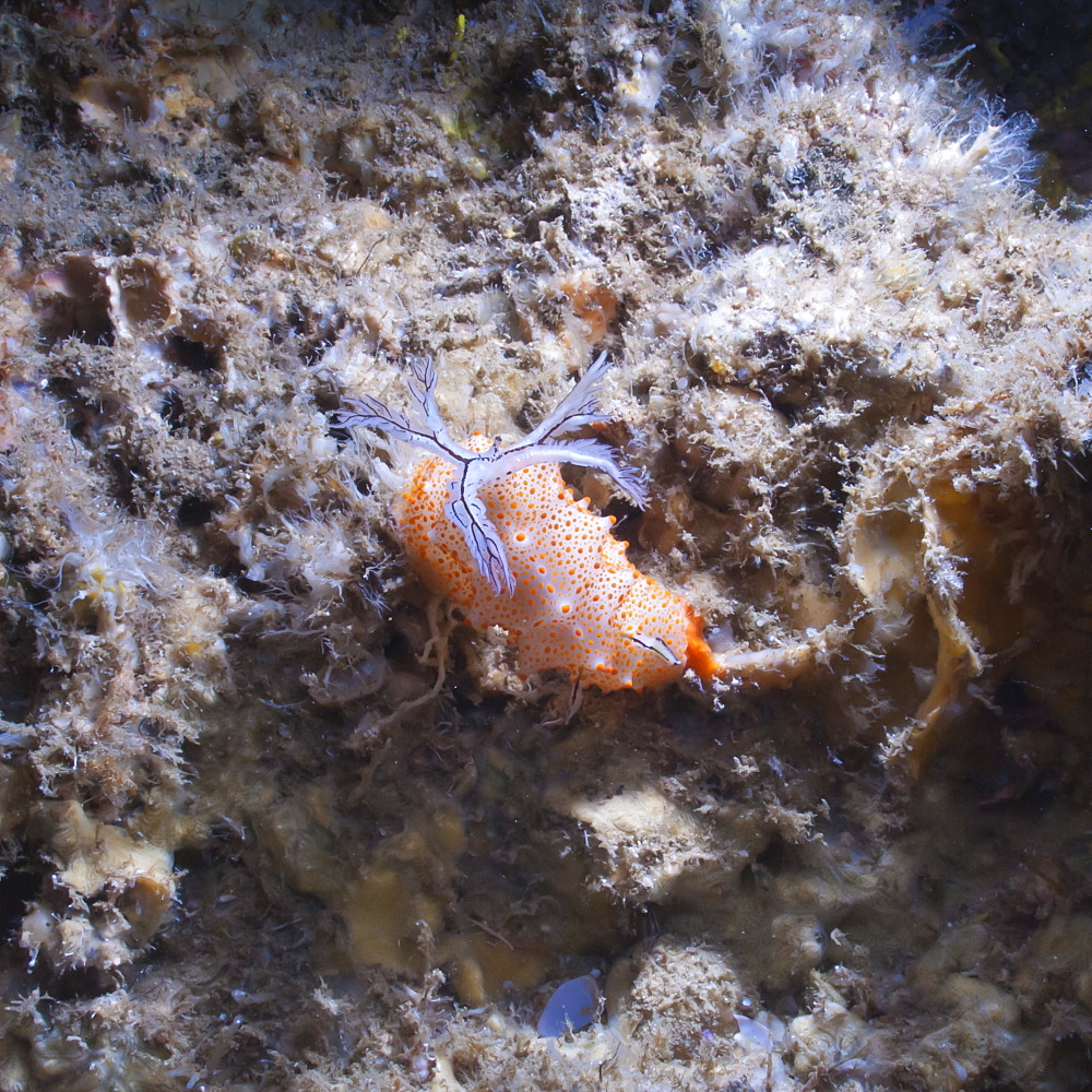 Nudibranch (Halgerda batangas), Southern Thailand, Andaman Sea, Indian Ocean, Southeast Asia, Asia