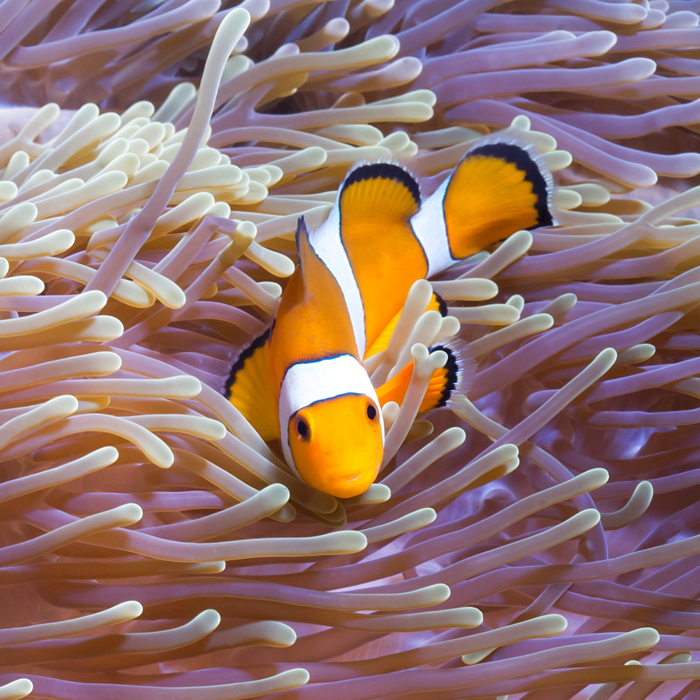 Western clown anemonefish (Amphiprion ocellaris) and sea anemone (Heteractis magnifica), Southern Thailand, Andaman Sea, Indian Ocean, Southeast Asia, Asia