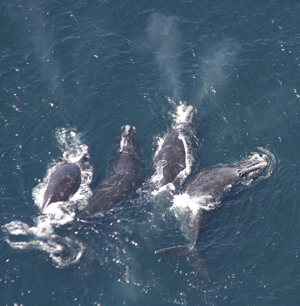 Aerial view of Northern right whales (Balaena glacialis glacialis). Males courting a female. Gulf of Maine, USA.   (rr)