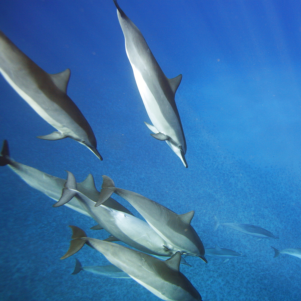 Hawaiian spinner dolphin pod (Stenella longirostris) underwater in the AuAu Channel off the coast of Maui, Hawaii, USA. Pacific Ocean.