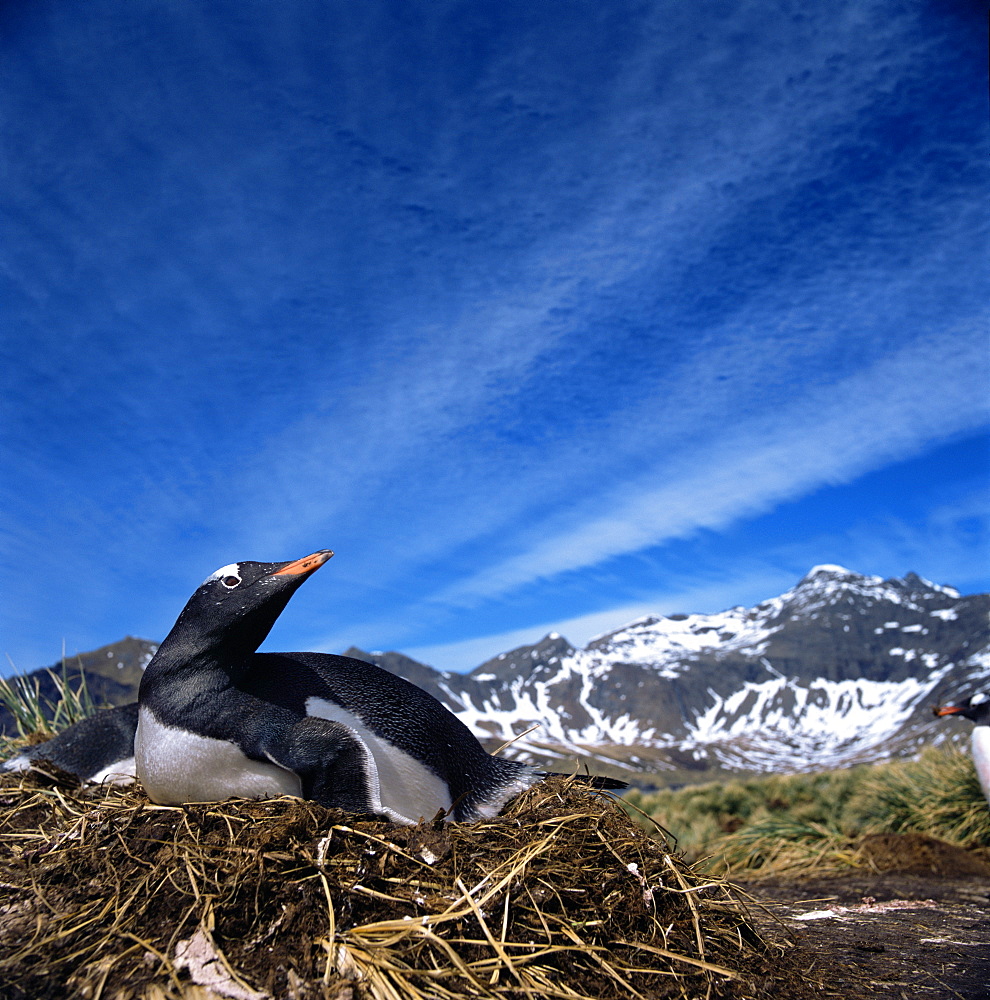 Gentoo Penquin on nest-South Georgia