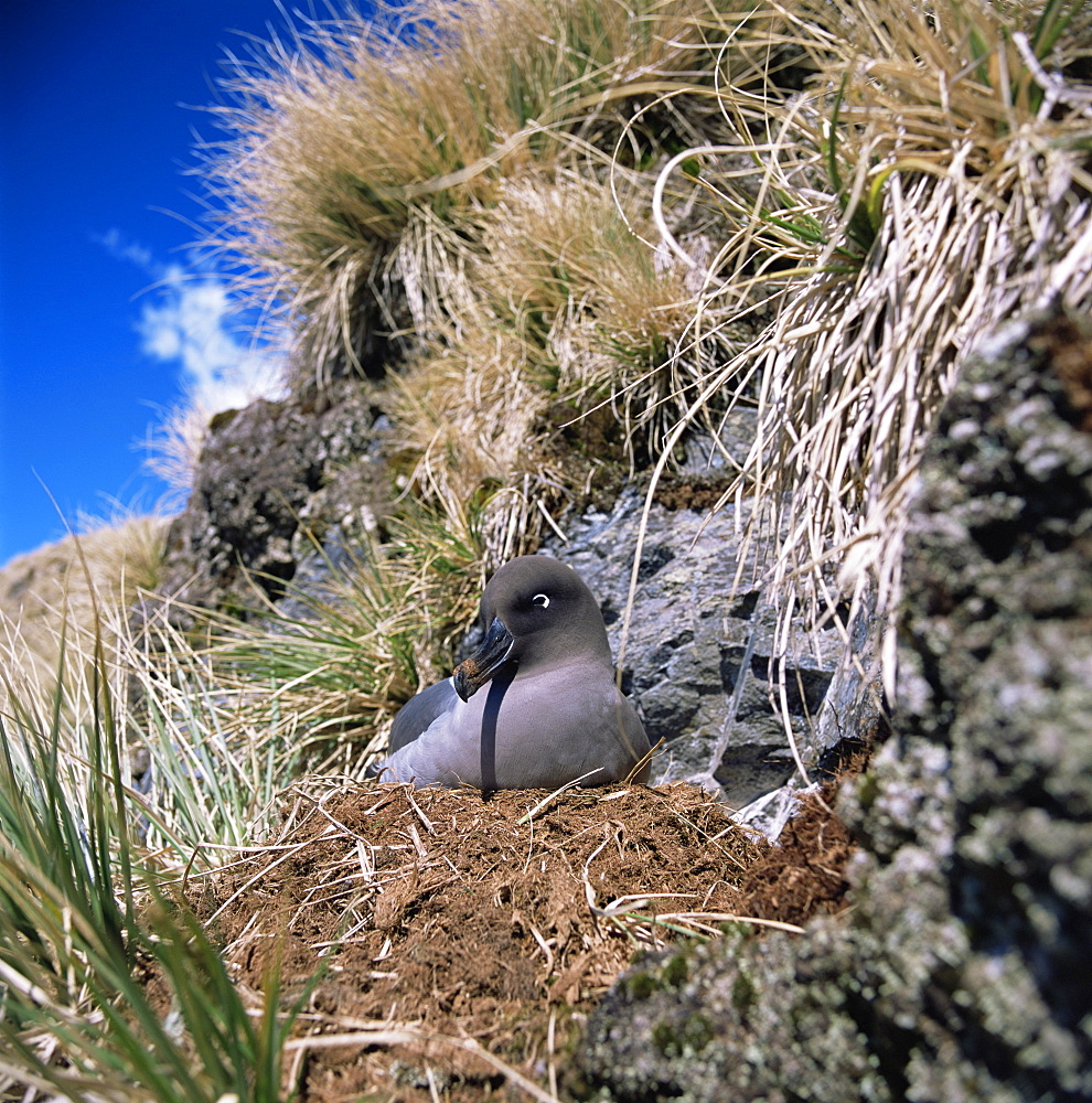 Light-Mantled sooty albatross on nest-South Georgia