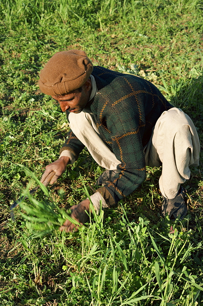 Harvesting fodder, Peshawar, Pakistan, Asia