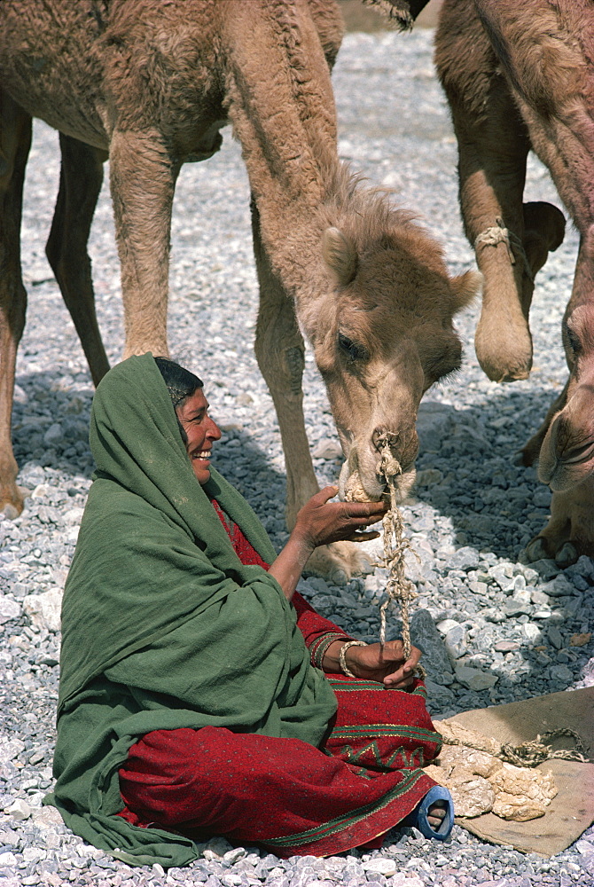 A smiling Baluchi nomad woman feeding a camel in the Bolan Pass area of Baluchistan, Pakistan, Asia