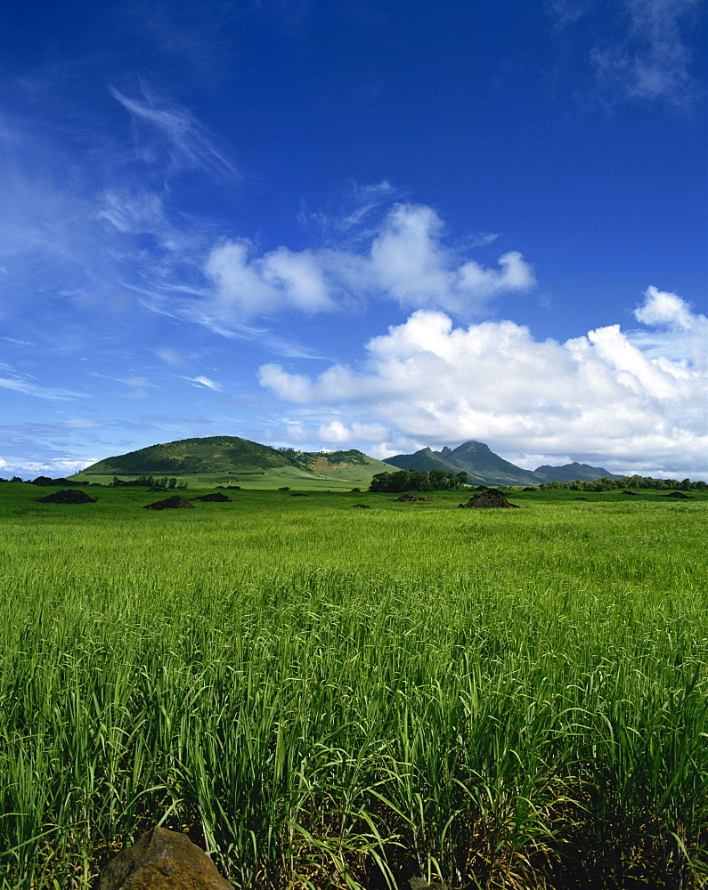 Sugar cane fields, Mauritius, Africa