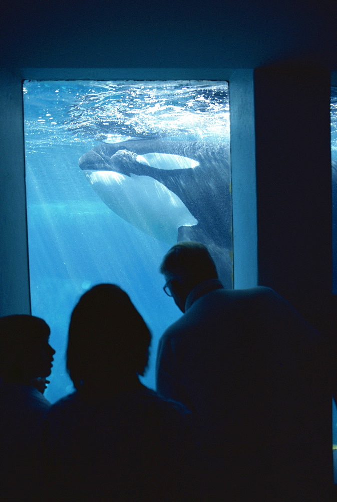 Family watching killer whales, Vancouver Aquarium, British Columbia, Canada, North America