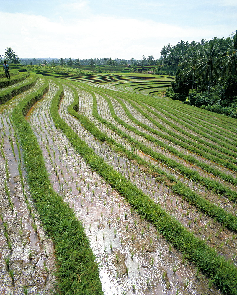 Rice paddy fields, Bali, Indonesia, Southeast Asia, Asia