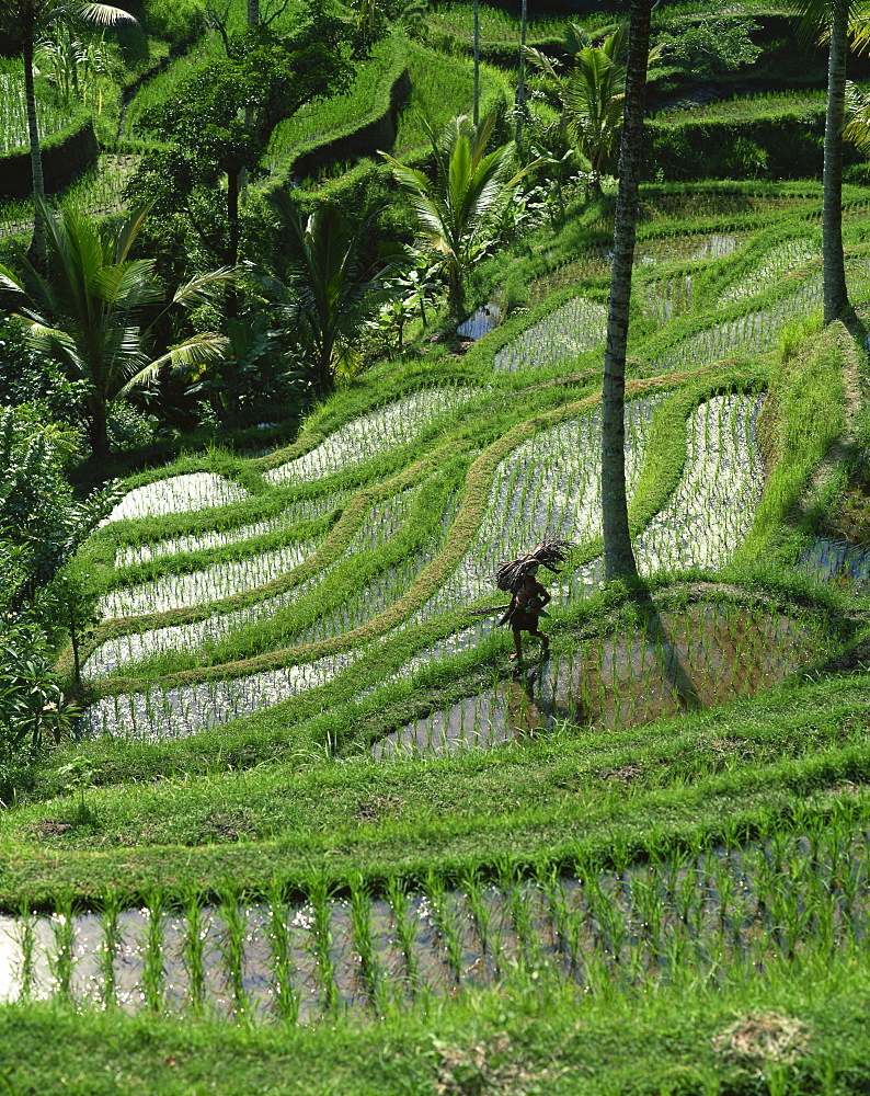 A farmer walking through lush rice terraces on Bali, Indonesia, Southeast Asia, Asia