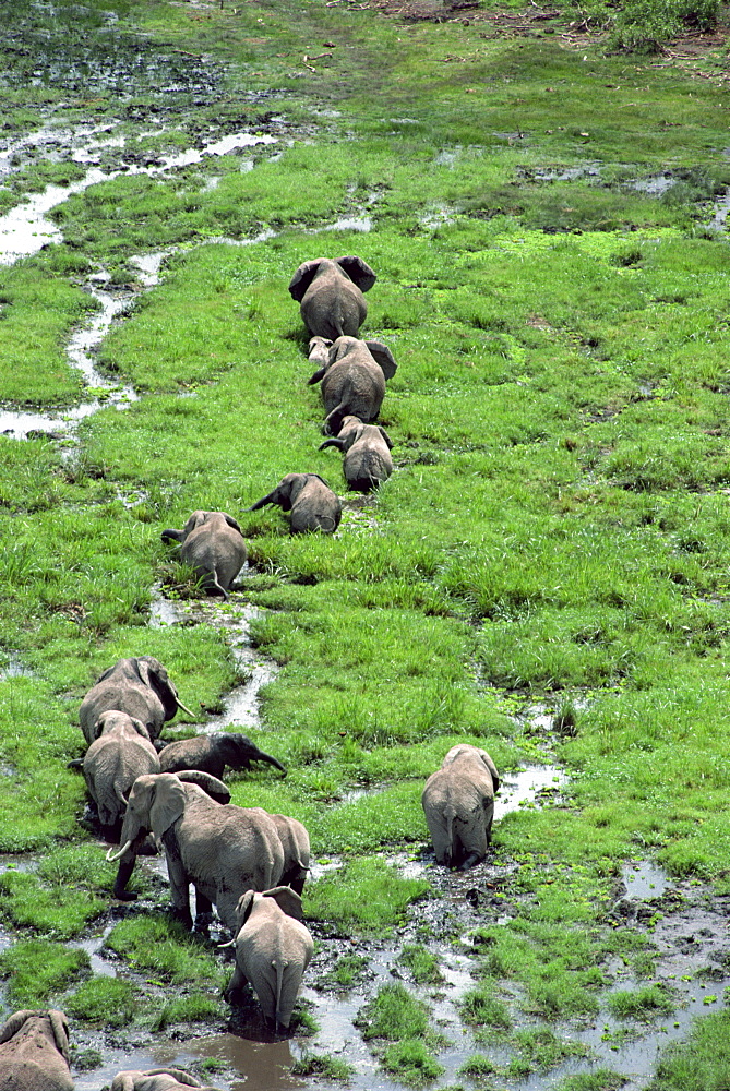 Elephant, Amboseli National Park, Kenya, East Africa, Africa