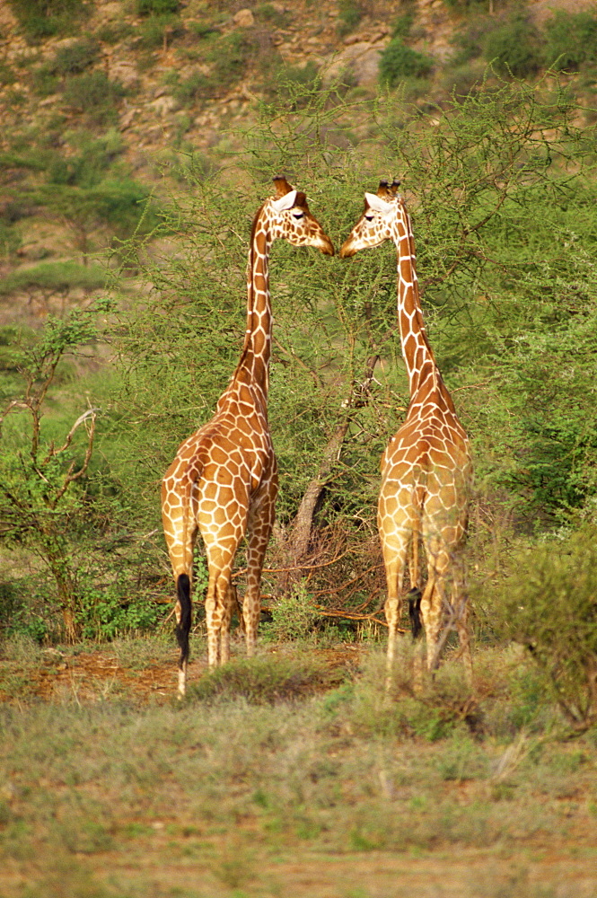 Reticulated giraffe, Samburu National Reserve, Kenya, East Africa, Africa