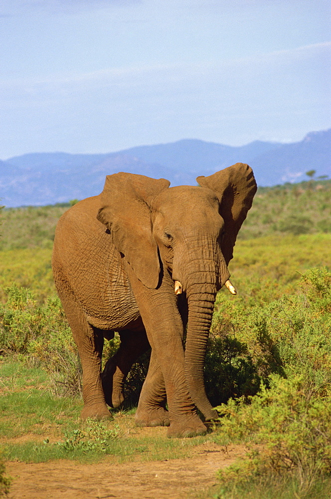 Elephant, Samburu, Kenya, East Africa, Africa