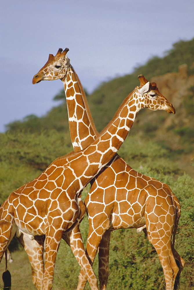 Giraffe, Sambura, Kenya, Africa