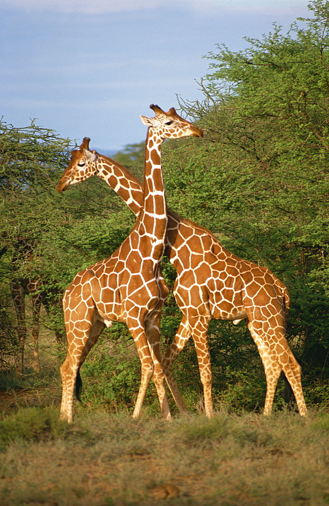 Reticulated giraffe, Samburu, Kenya, East Africa, Africa