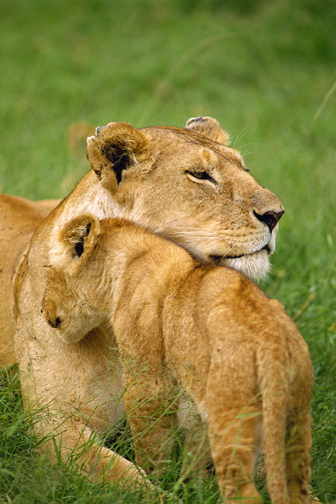 Lioness and cub, Masai Mara National Reserve, Kenya, East Africa, Africa