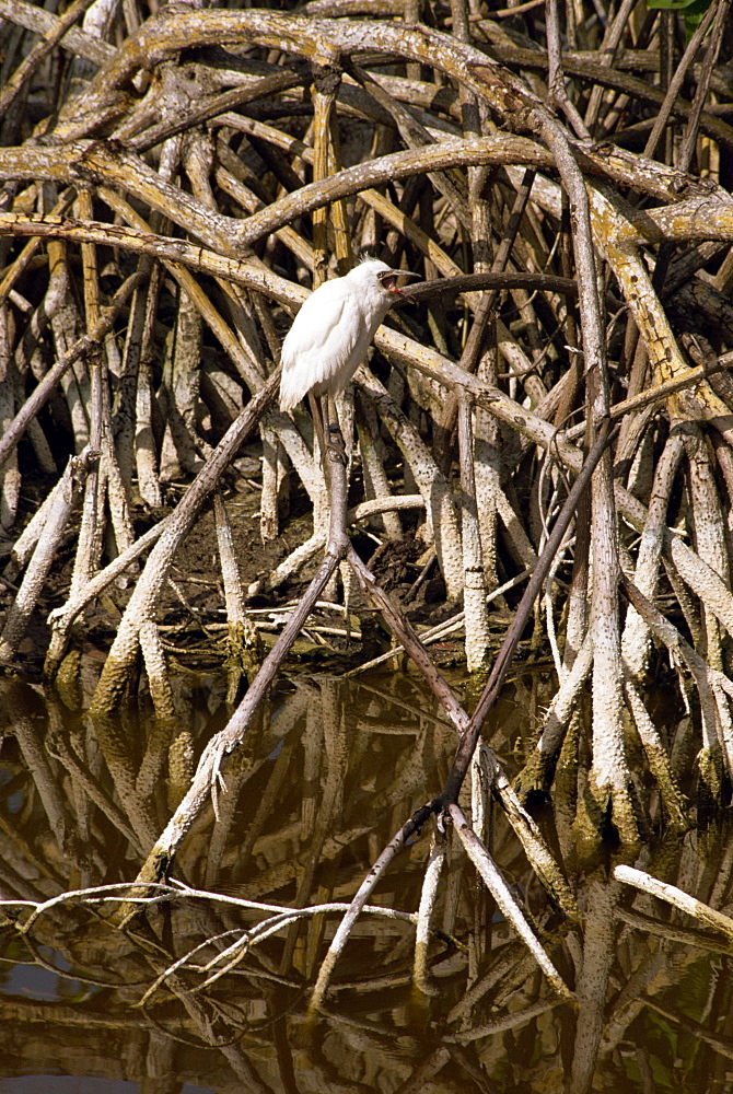 Bird perched in mangroves, Jamaica, West Indies, Caribbean, Central America