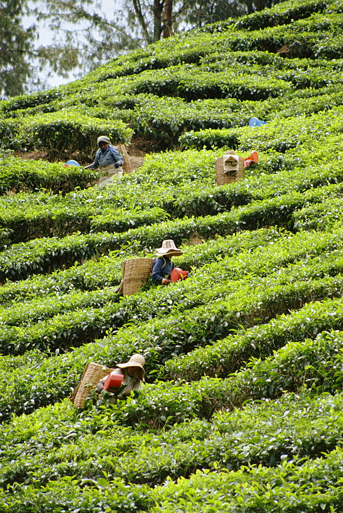 Tea picking, Cameron Highlands, Malaysia, Southeast Asia, Asia