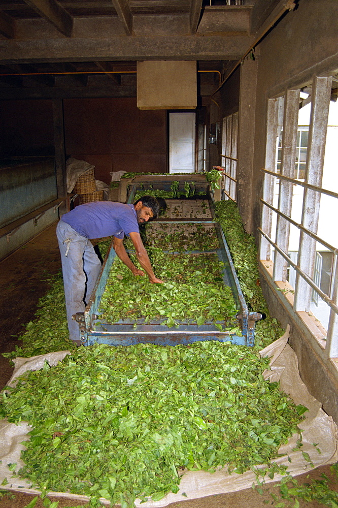 Tea production, Cameron Highlands, Malaysia, Southeast Asia, Asia