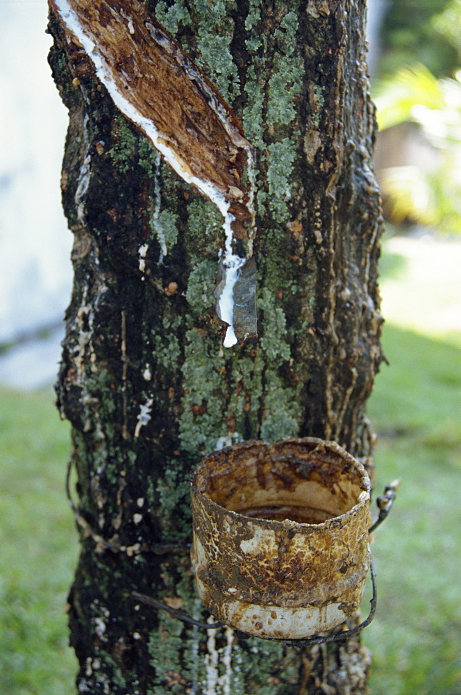 Rubber, Malaysia, Southeast Asia, Asia