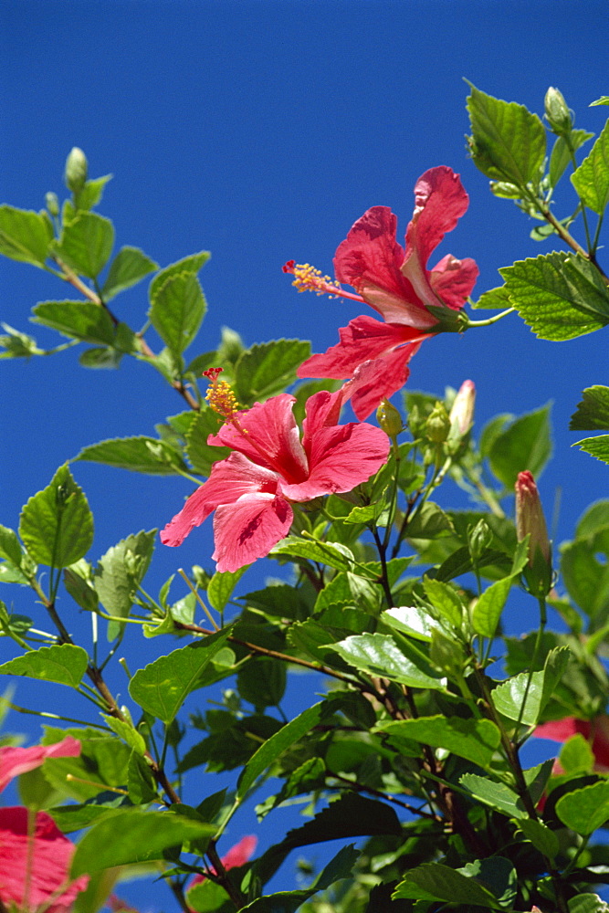 Pink hibiscus flowers, Bermuda, Central America