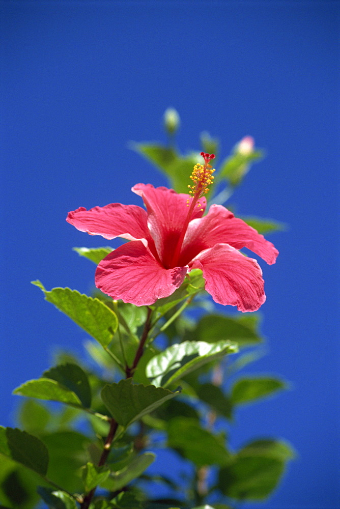 Pink hibiscus flower, Bermuda, Central America