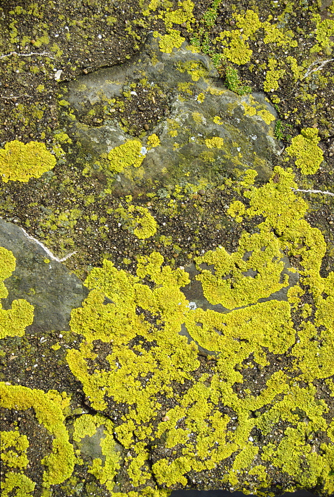 Lichen on rocks, Devon, England, United Kingdom, Europe