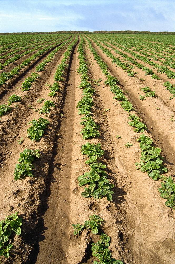 Potato field, Cornwall, England, United Kingdom, Europe