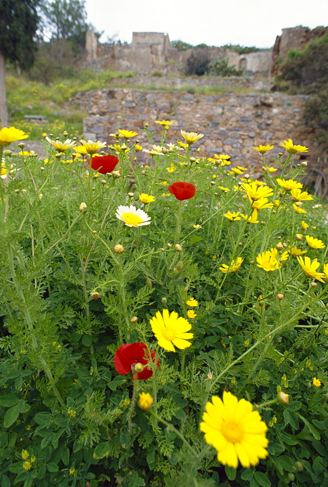 Wild flowers on the island of Spinalonga, Crete, Greek Islands, Greece, Europe