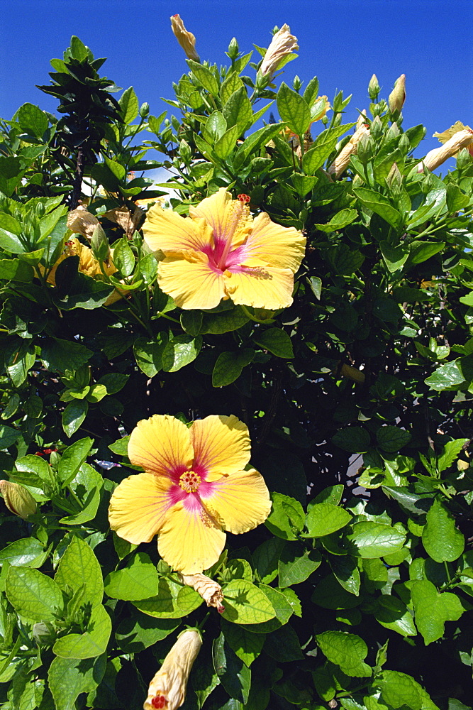 Hibiscus flowers, Hotel Tecini, Santiago, La Gomera, Canary Islands, Atlantic, Spain, Africa