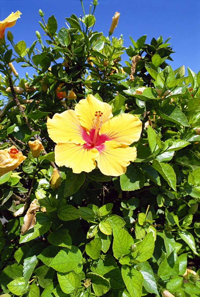 Hibiscus flowers, Hotel Tecini, Santiago, La Gomera, Canary Islands, Atlantic, Spain, Africa