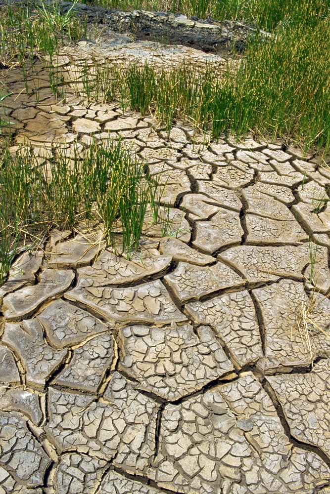 Dry ground near the Pitch Lake, Trinidad, West Indies, Caribbean, Central America