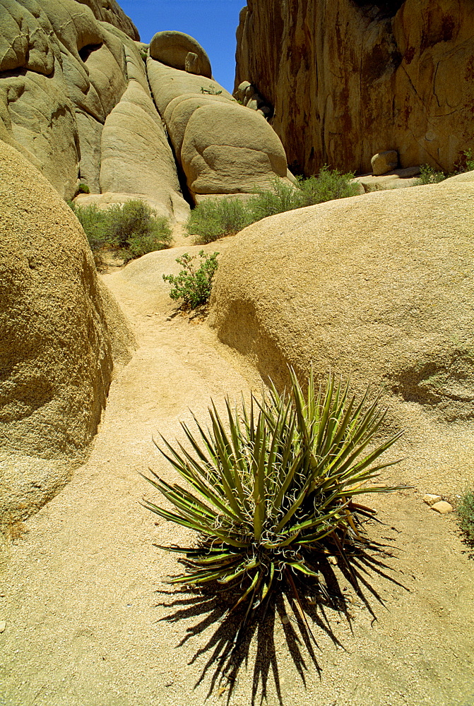 Joshua Tree National Monument, California, United States of America, North America