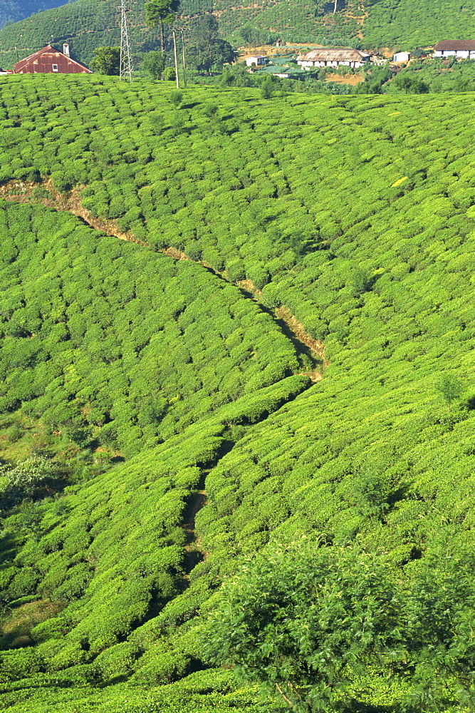 Tea plantation, Nuwara Eliya area, Sri Lanka, Asia