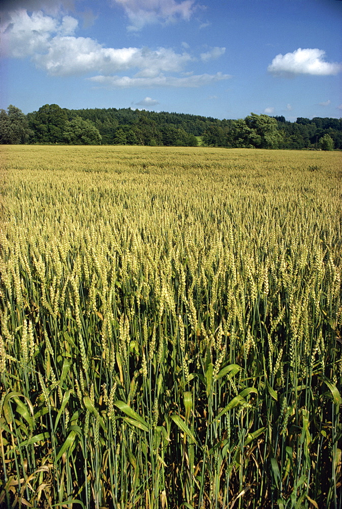 Field of wheat, England, United Kingdom, Europe