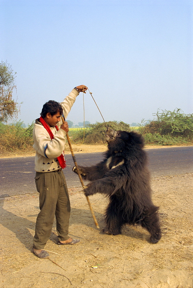 Dancing bear forced to perform for tourists, near Fatehpur Sikri, Rajasthan state, India, Asia