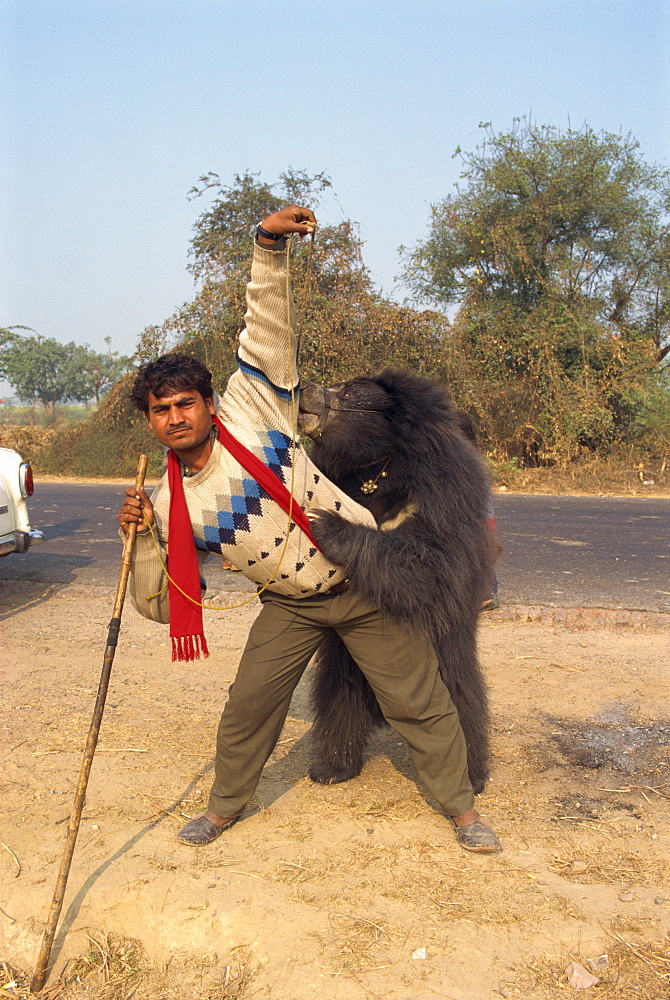 Dancing bear forced to perform for tourists, near Fatehpur Sikri, Rajasthan state, India, Asia