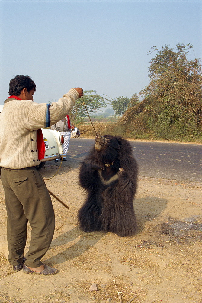 Dancing bear forced to perform for tourists, near Fatehpur Sikri, Rajasthan state, India, Asia