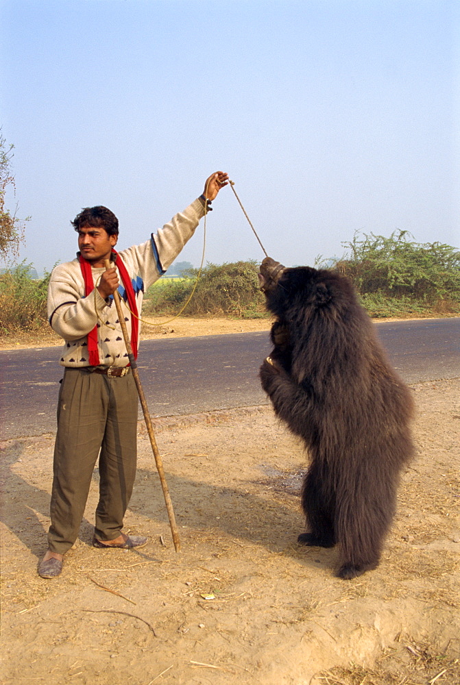 Dancing bear forced to perform for tourists, near Fatehpur Sikri, Rajasthan state, India, Asia