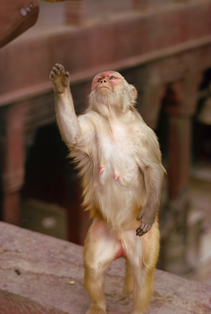 Monkey in Temple of Durga, Varanasi (Benares), Uttar Pradesh state, India, Asia