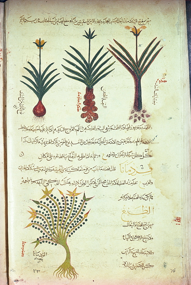 Islamic manuscript, Khawaso al Ashjan, dating from 12th century, Mashad, Iran, Middle East