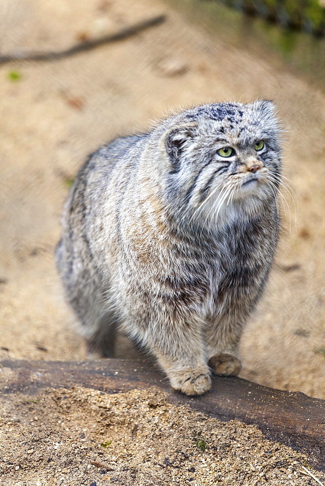 Pallas cat, Otocolobus manu, Cotswold Wildlife Park, Costswolds, Gloucestershire, England, United Kingdom, Europe 