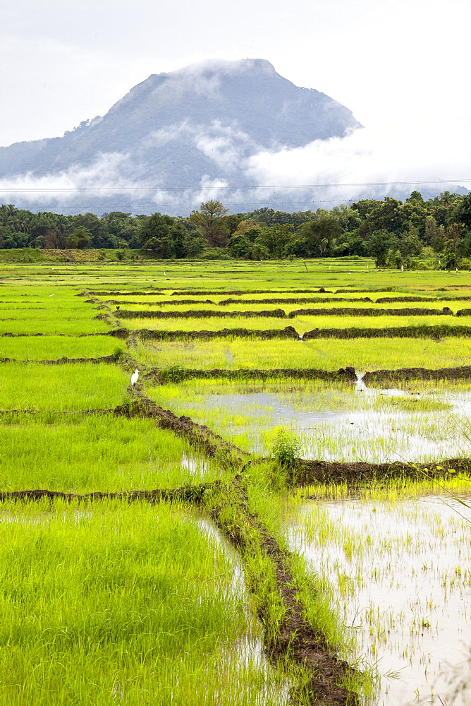 Paddy fields with mountain in the background, Sri Lanka, Asia 