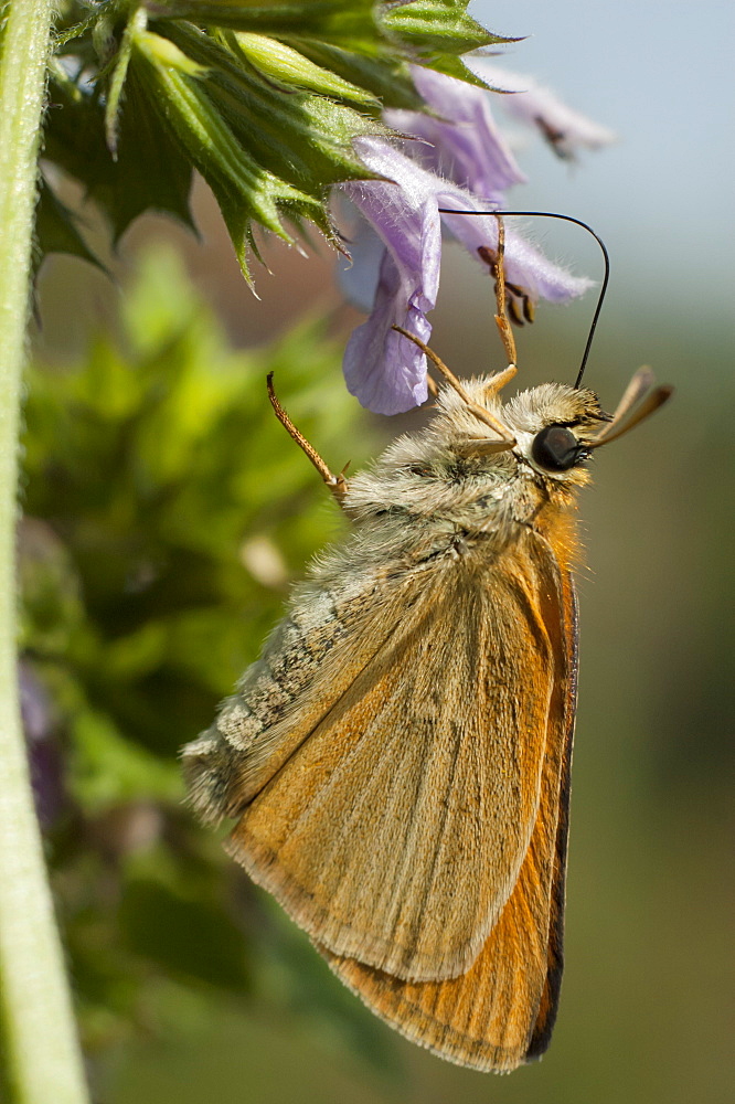 Skipper (Hesperiidae), North West Bulgaria, EuropeSub order Rhopalocera;Family Hesperiidae