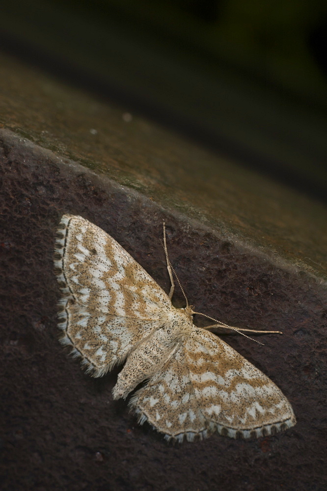 Moth (Geometridae), North West Bulgaria, EuropeFamily Geometridae