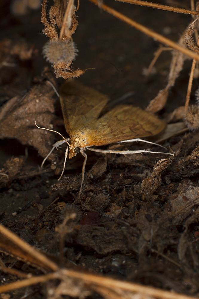 Moth (Heterocera), North West Bulgaria, Europe